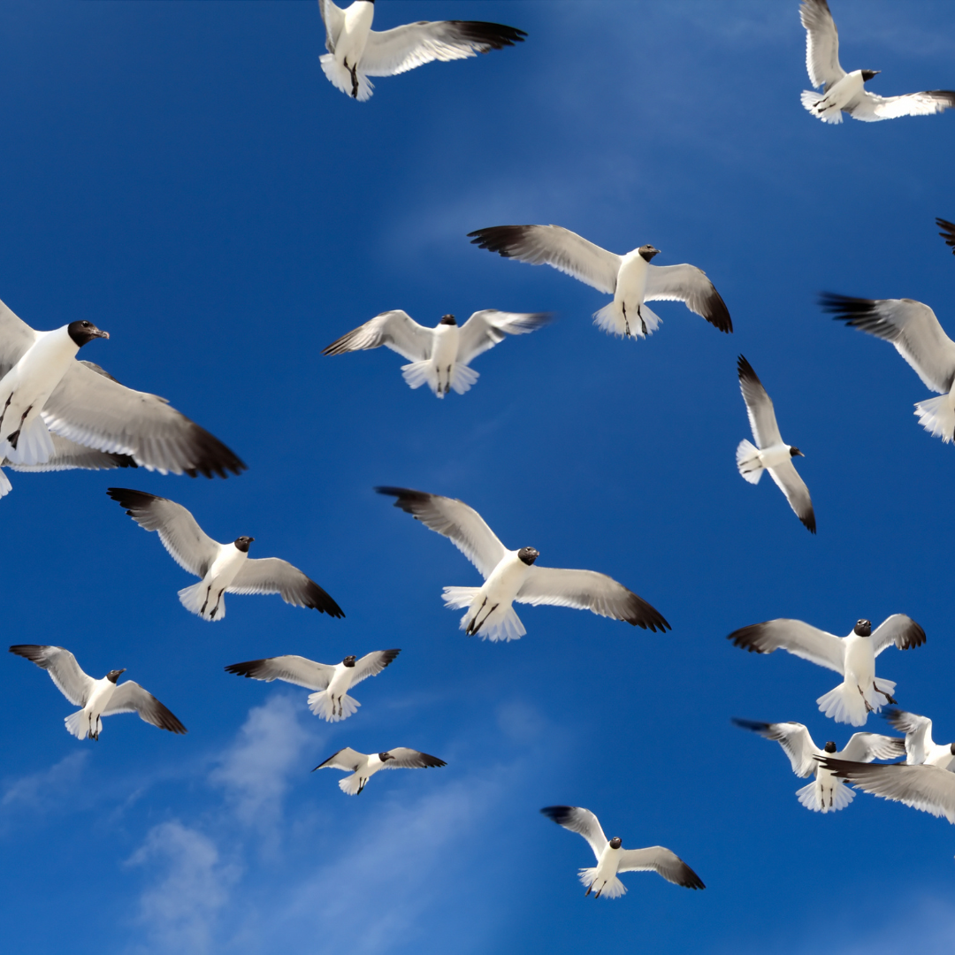 Wat als we naar migratie kijken zoals de natuur dat doet?