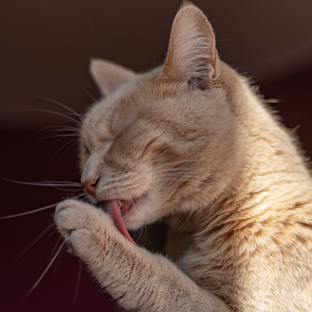 Schoonmaken als een kat