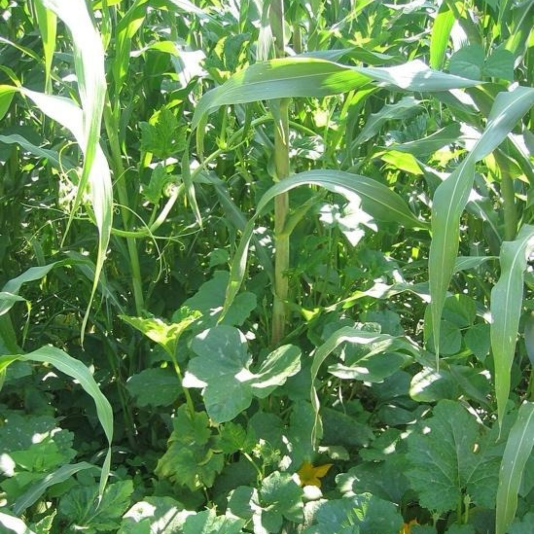 Wat als je tuin zichzelf zou versterken?